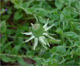 Taraxacum officinale