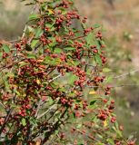 род Cotoneaster