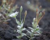 Stellaria eschscholtziana. Отцветающее и плодоносящее растения. Камчатский край, Елизовский р-н, природный парк \"Вулканы Камчатки\", кордон \"Авачинский перевал\", кемпинг, шлаковое поле (?). 28.08.2022.