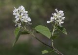 Amelanchier spicata