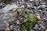 Gastrolychnis gonosperma