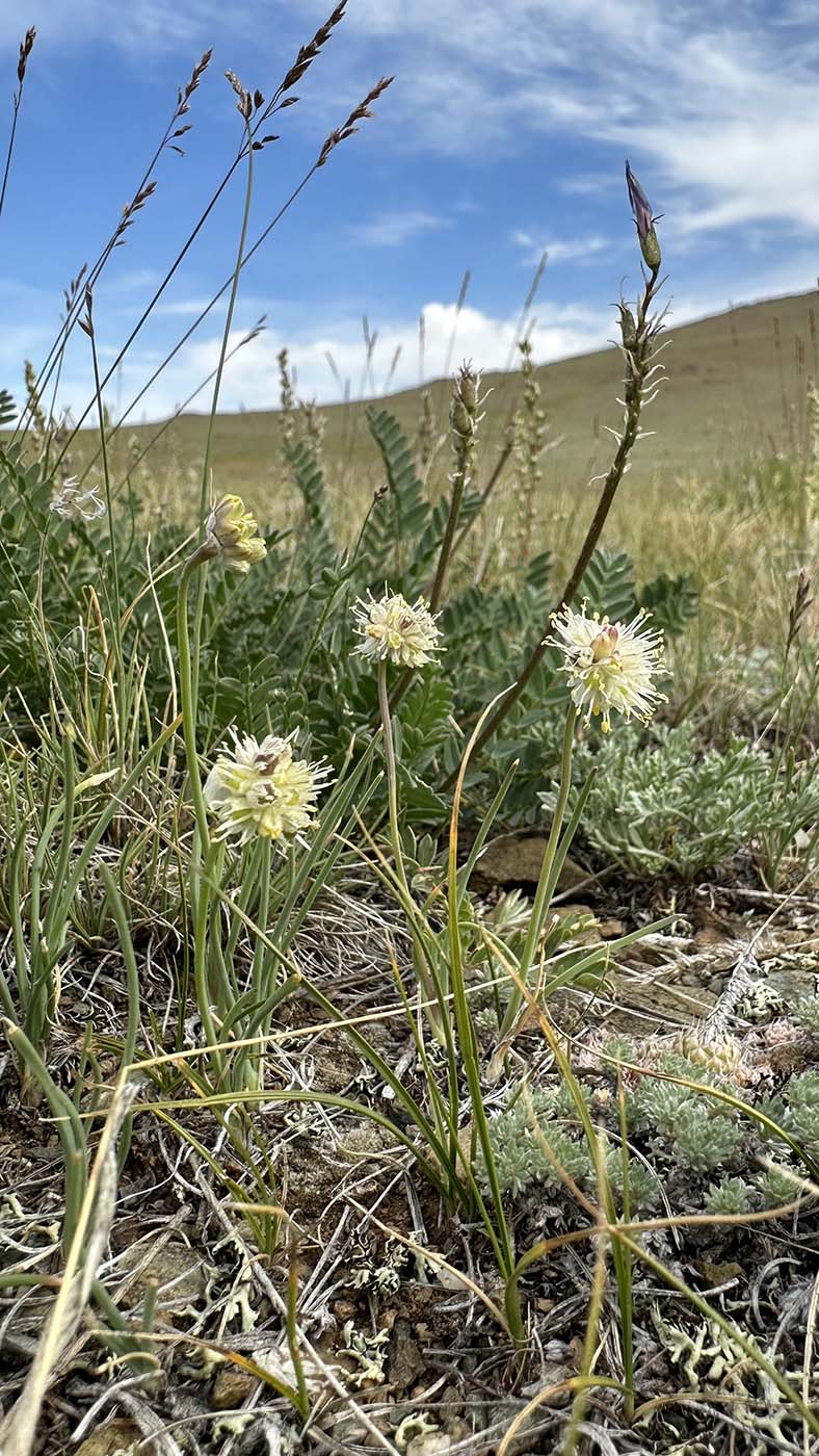 Изображение особи Allium tuvinicum.