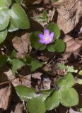 Hepatica nobilis. Цветущее растение (розовоцветковая форма). Испания, автономное сообщество Каталония, провинция Жирона, комарка Сельва, муниципалитет Сускеда, окр. комплекса «Святой Дом Фар» (Santuari de la Mare de Déu del Far), 1112 м н.у.м, широколиственный лес. 19.04.2024.