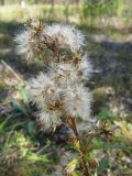 Solidago подвид lapponica