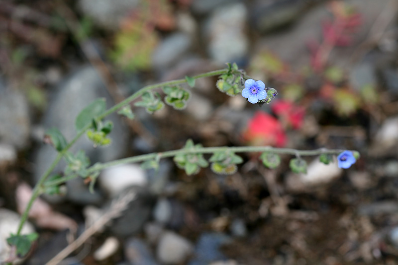 Изображение особи Paracynoglossum glochidiatum.