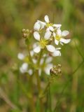 Cochlearia officinalis подвид norvegica. Соцветия с цветками и бутонами. Мурманская обл., Североморский р-н, губа Грязная, приморский луг. 29.05.2011.