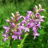 Dactylorhiza baltica. Соцветия. Смоленская обл., окр. Смоленска, Пасовский лес, опушка леса. 14.06.2011.