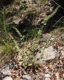Scutellaria albida. Цветущее растение. Южный берег Крыма, мыс Никитин, в лесу. 22.05.2013.