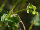 Alchemilla glabricaulis. Часть соцветия (опушение на стеблях и цветоножках отсутствует). Мурманская обл., Североморский р-н, окр. пос. Росляково. 07.06.2013.