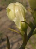 Linaria biebersteinii