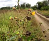 Abutilon theophrasti