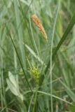 Carex michelii