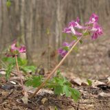 Corydalis caucasica. Цветущее растение. Краснодарский край, Новороссийский р-н, гора Рябкова. 16.03.2014.