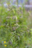 Deschampsia cespitosa. Соцветие. Ленинградская обл., Волосовский р-н, окр. дер. Малый Сабск, берег р. Луга. 29.06.2014.