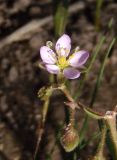 Spergularia rubra