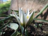 Tulipa kolbintsevii. Цветок. Южный Казахстан, в культуре (происхождение - север Джунгарского Алатау, ущ. Таскора). 8 апреля 2014 г.