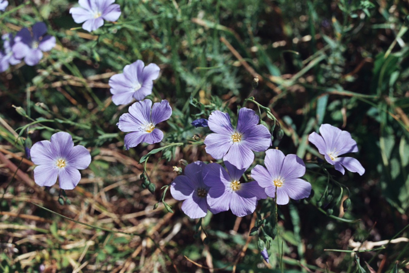 Изображение особи Linum altaicum.