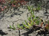 Spergularia marina