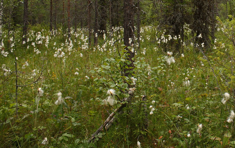 Изображение особи Eriophorum latifolium.