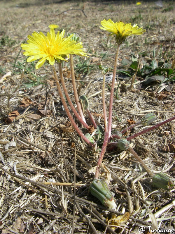 Изображение особи Taraxacum hybernum.