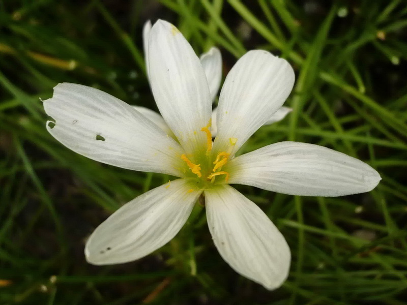 Изображение особи Zephyranthes candida.