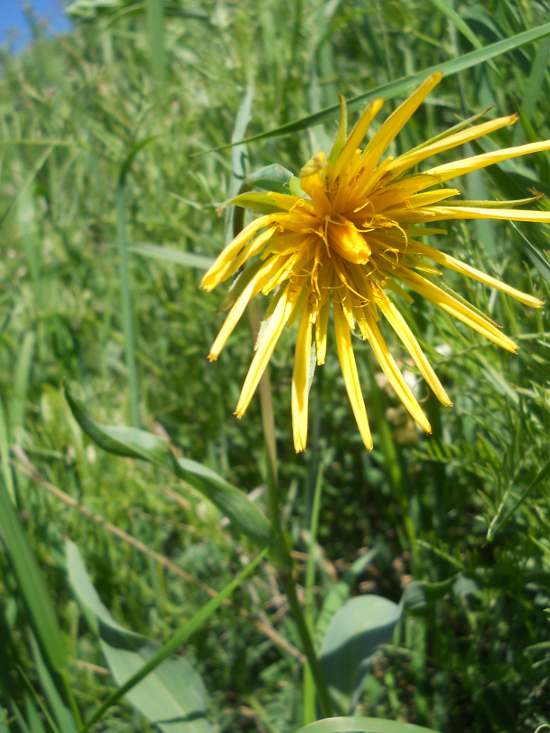 Изображение особи Tragopogon latifolius.