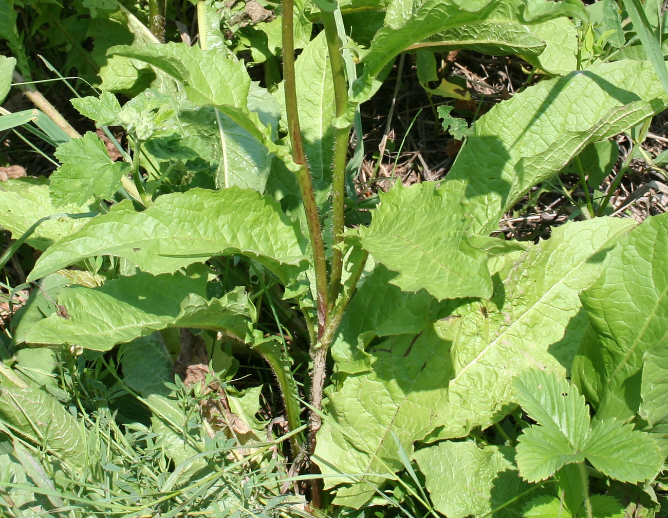 Изображение особи Crepis sibirica.