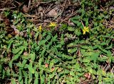 Hypericum humifusum