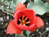 Tulipa alberti. Цветок. Южный Казахстан, в культуре (происхождение - Закаратауская равнина, сев. берег оз. Акколь). 30 марта 2016 г.