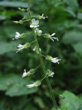 Circaea lutetiana. Соцветие. Украина, Львов, Стрыйский парк. 1 августа 2006 г.