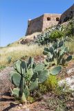 Opuntia ficus-indica