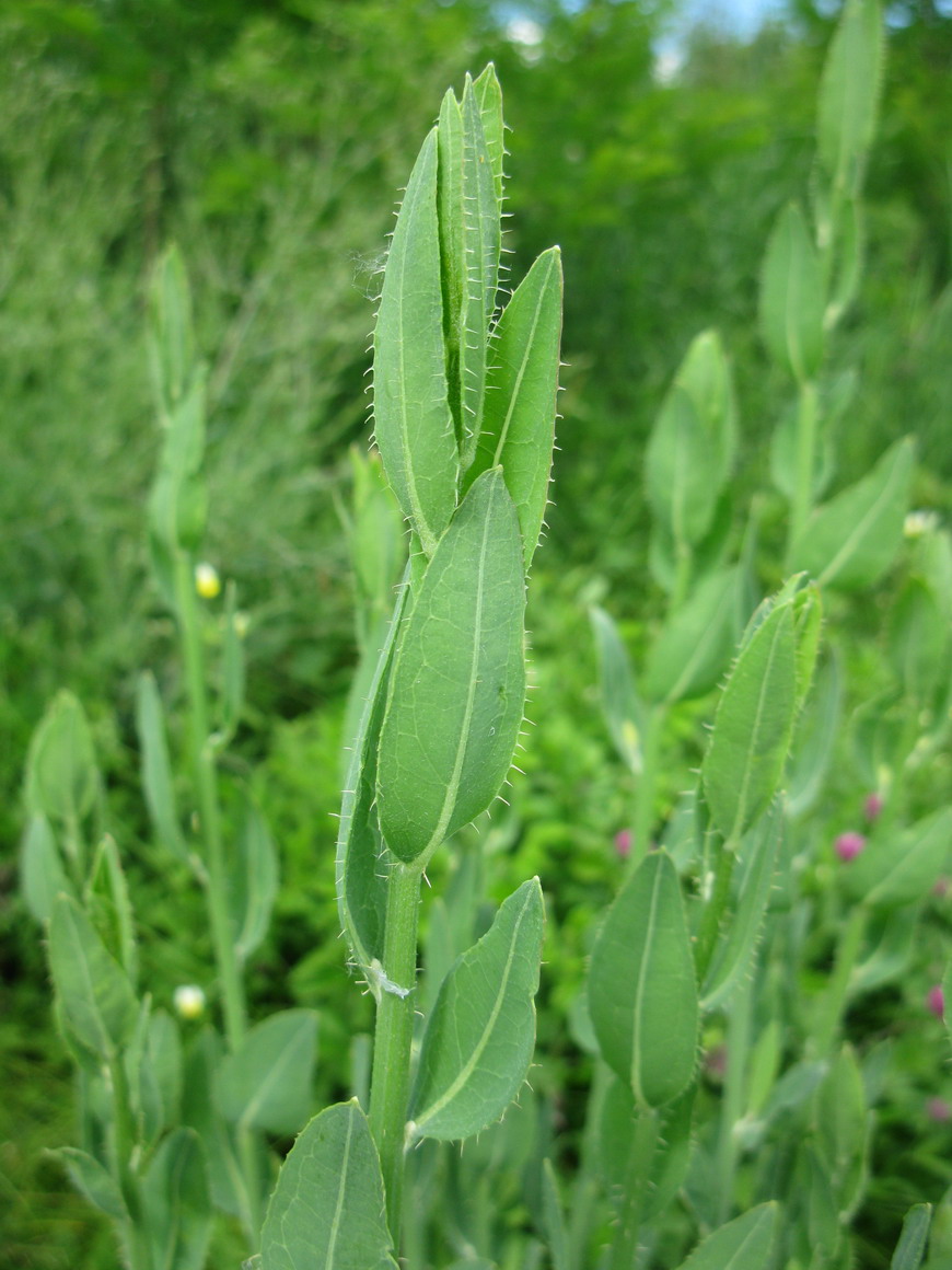 Изображение особи Chondrilla latifolia.