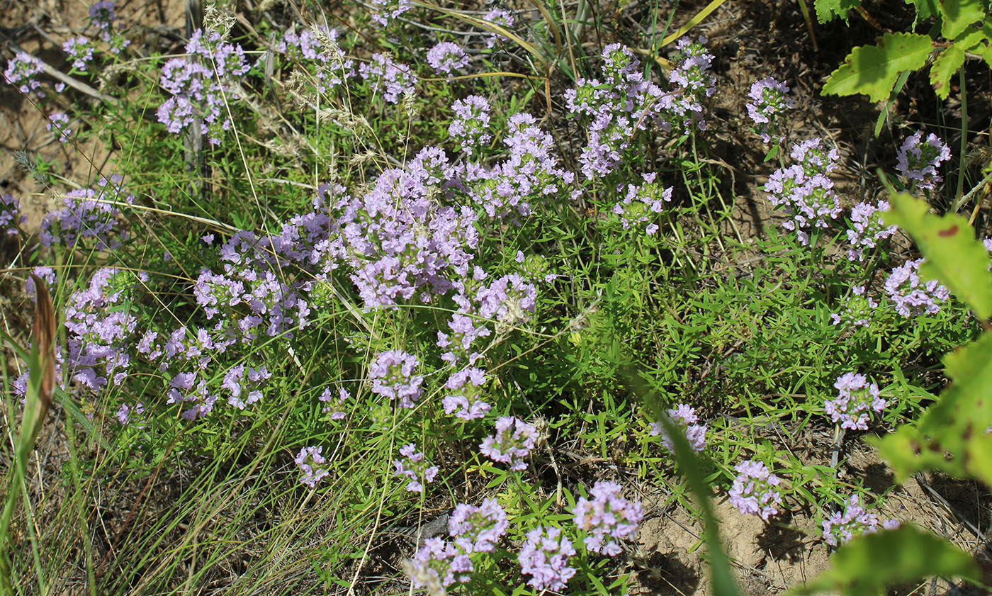 Изображение особи Thymus kirgisorum.