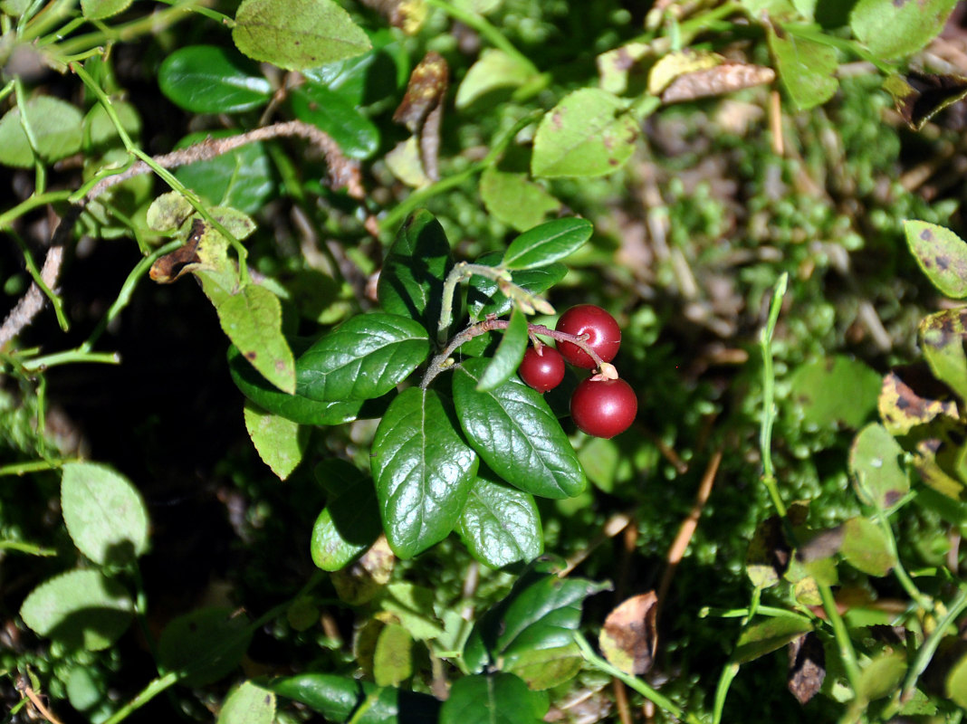 Изображение особи Vaccinium vitis-idaea.