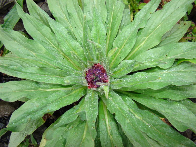 Изображение особи Cynoglossum officinale.