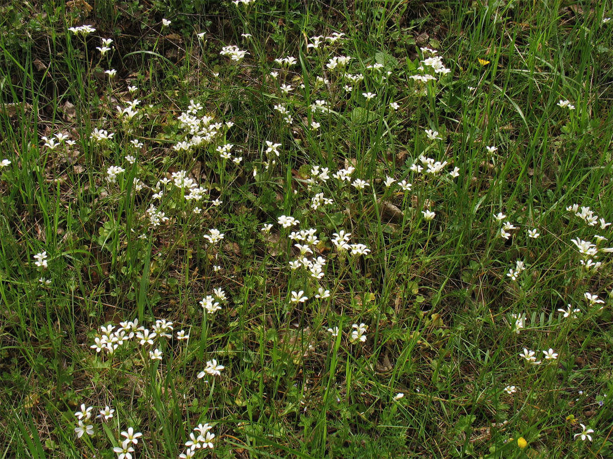 Изображение особи Saxifraga granulata.