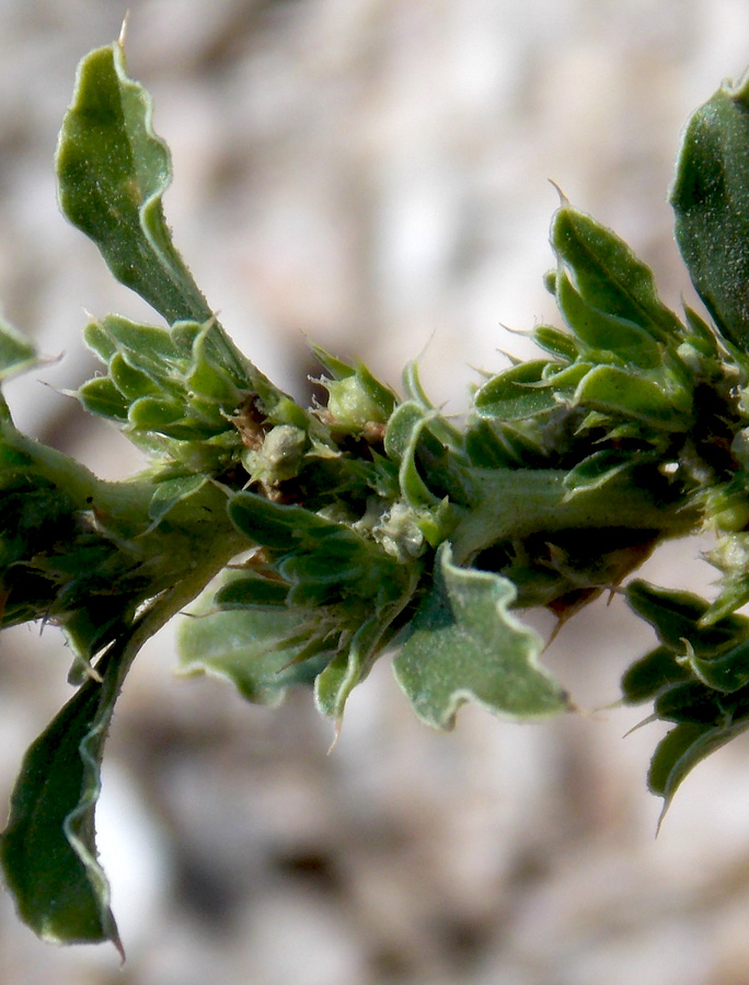 Изображение особи Amaranthus albus.