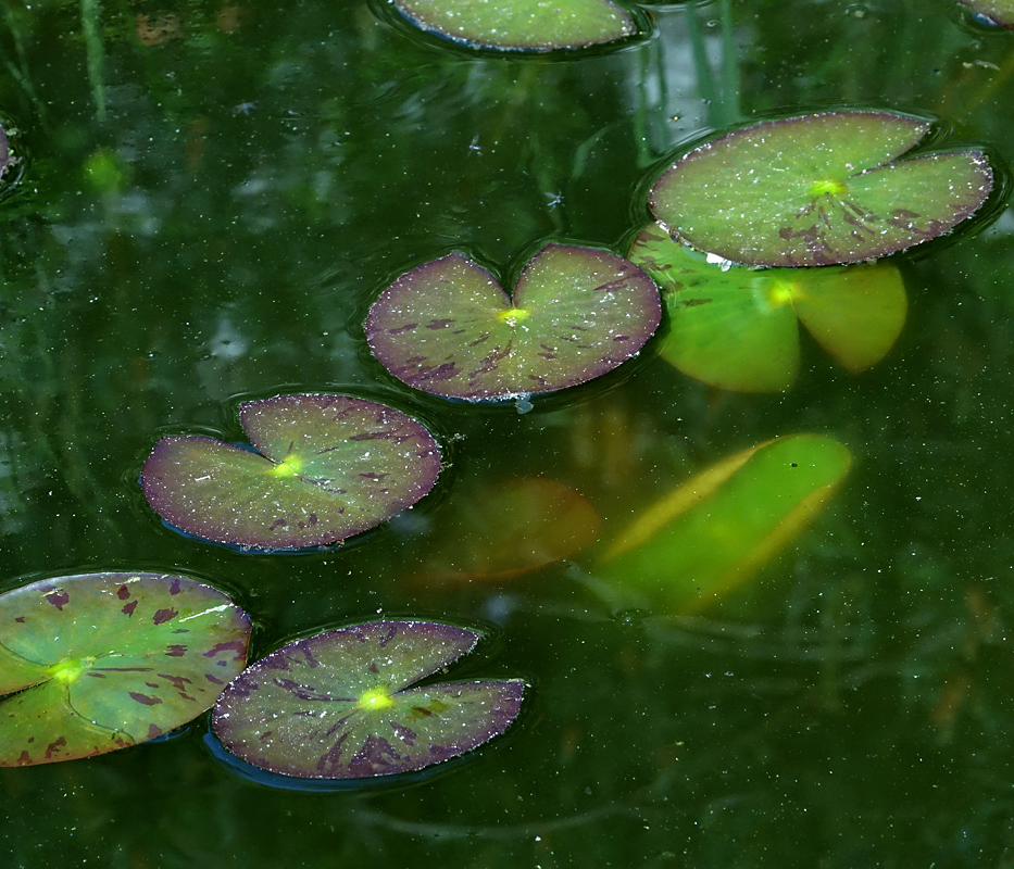 Изображение особи Nymphaea candida.