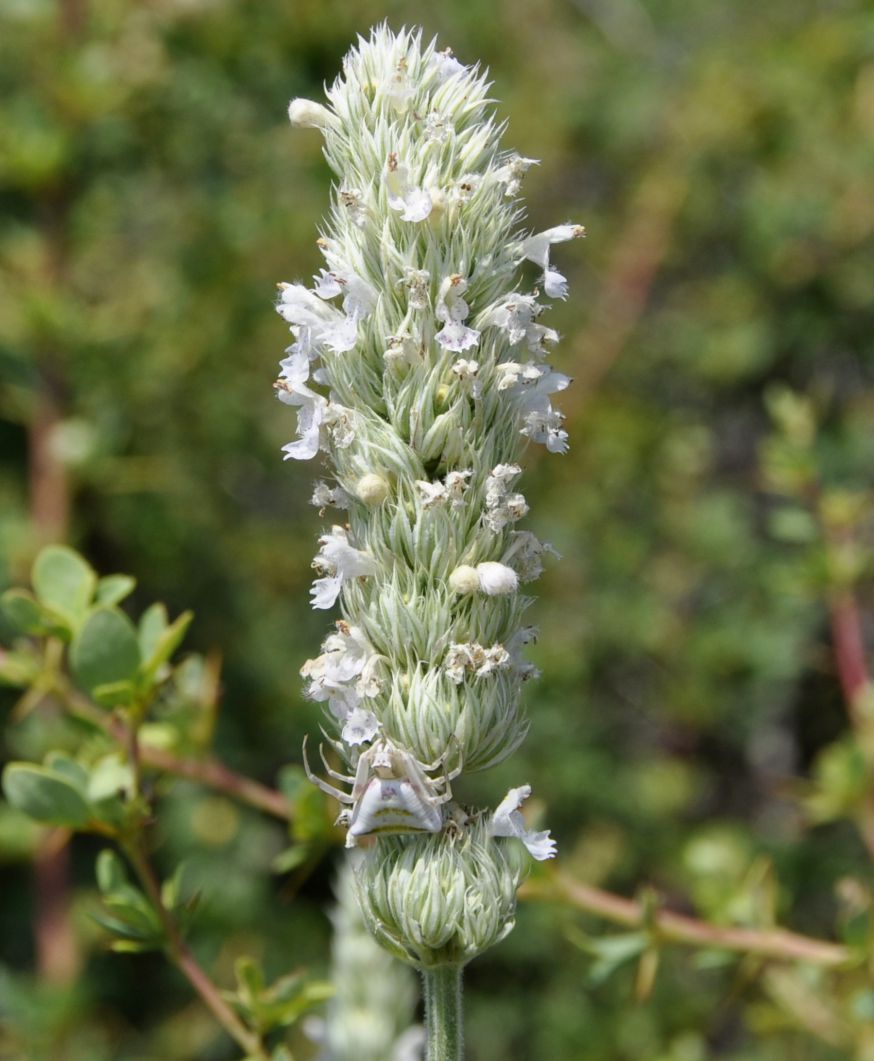 Изображение особи Nepeta argolica ssp. malacotrichos.