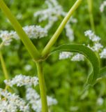 Aconogonon alpinum