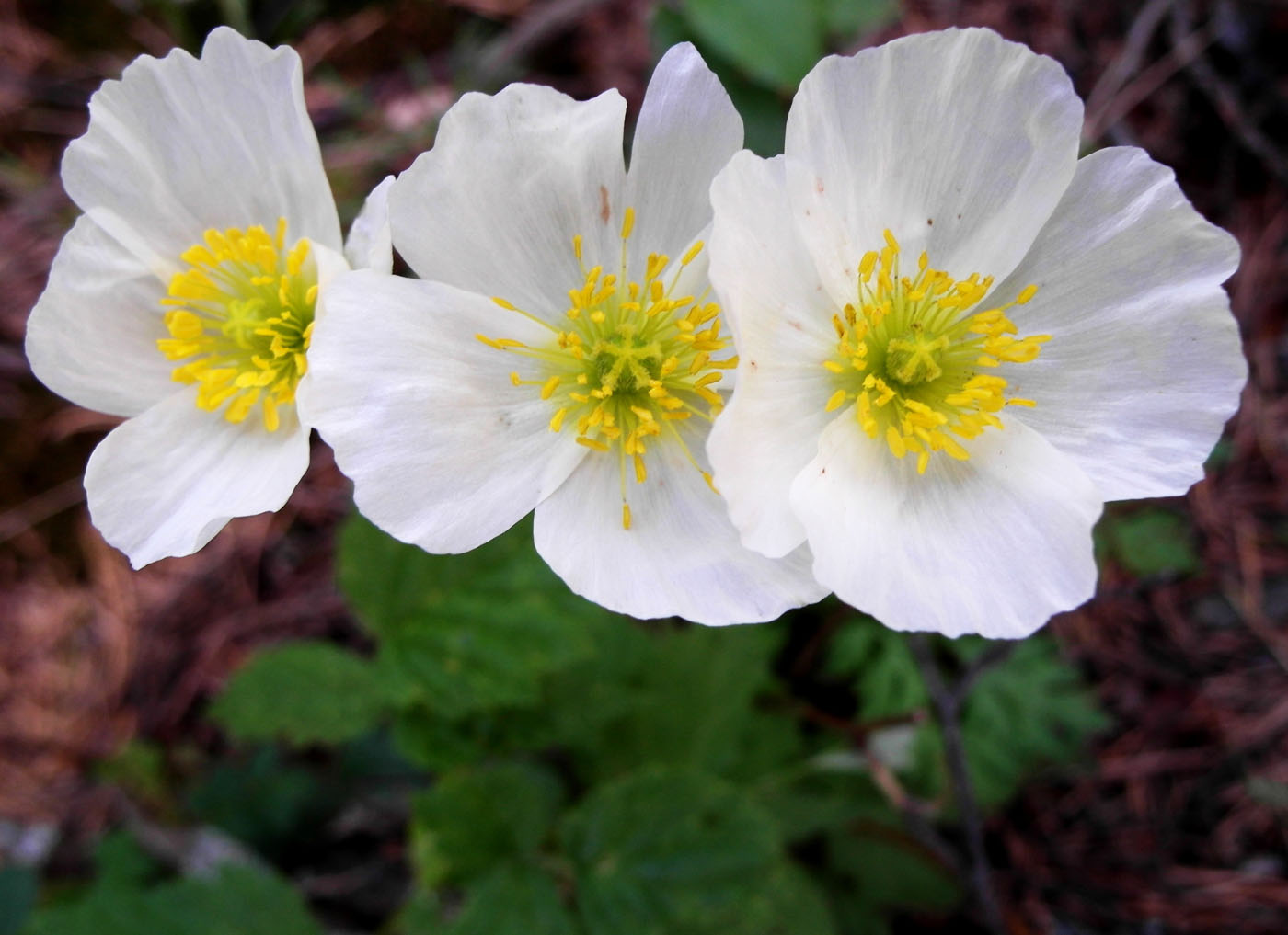 Изображение особи Papaver tenellum.