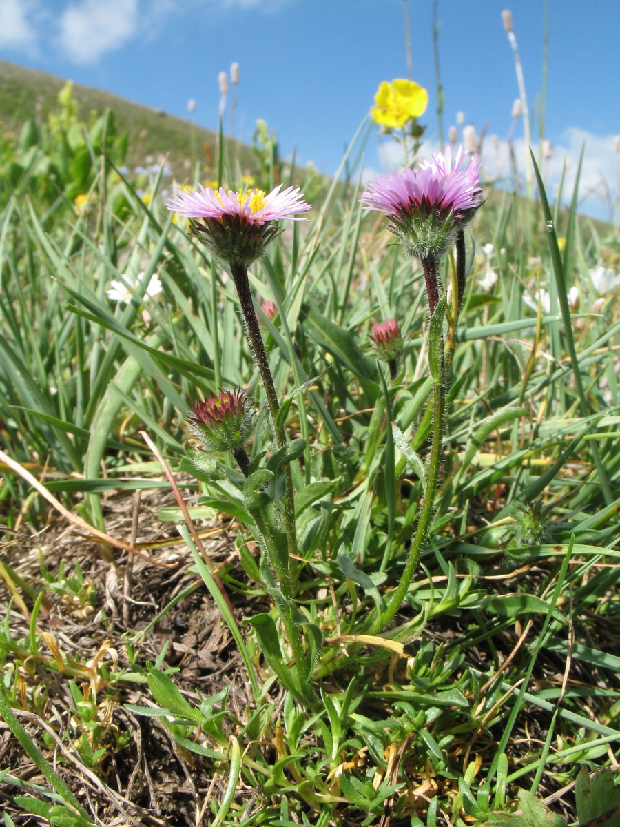 Изображение особи Erigeron lachnocephalus.