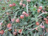 Trifolium fragiferum