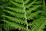 Athyrium distentifolium