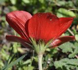 Anemone coronaria