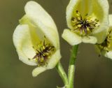 Aconitum anthoroideum