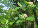 Sorbus sudetica. Верхушка ветви с соцветиями. Москва, ГБС РАН, в культуре. 16.05.2018.