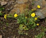 Ranunculus polyrhizos