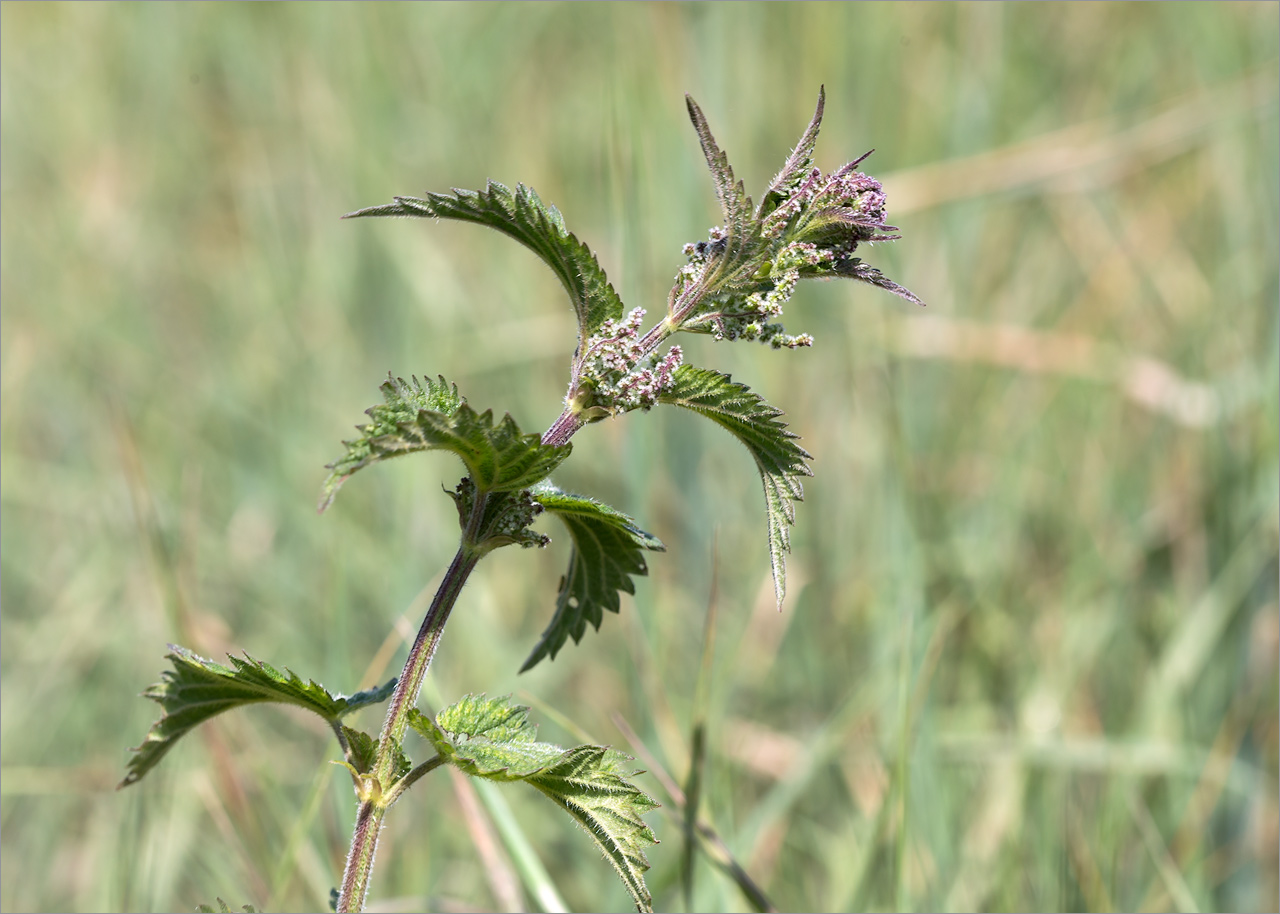 Изображение особи Urtica dioica.