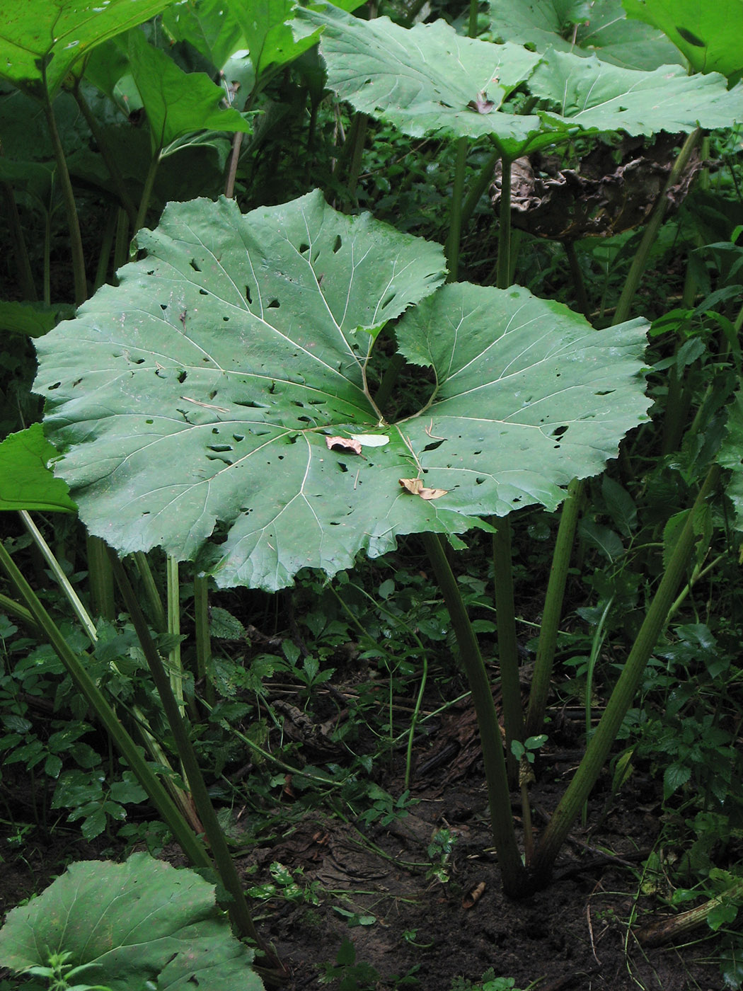 Изображение особи Petasites hybridus.